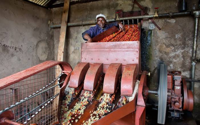 Coffee Processing Methods Explained: Washed, Natural, Honey and More